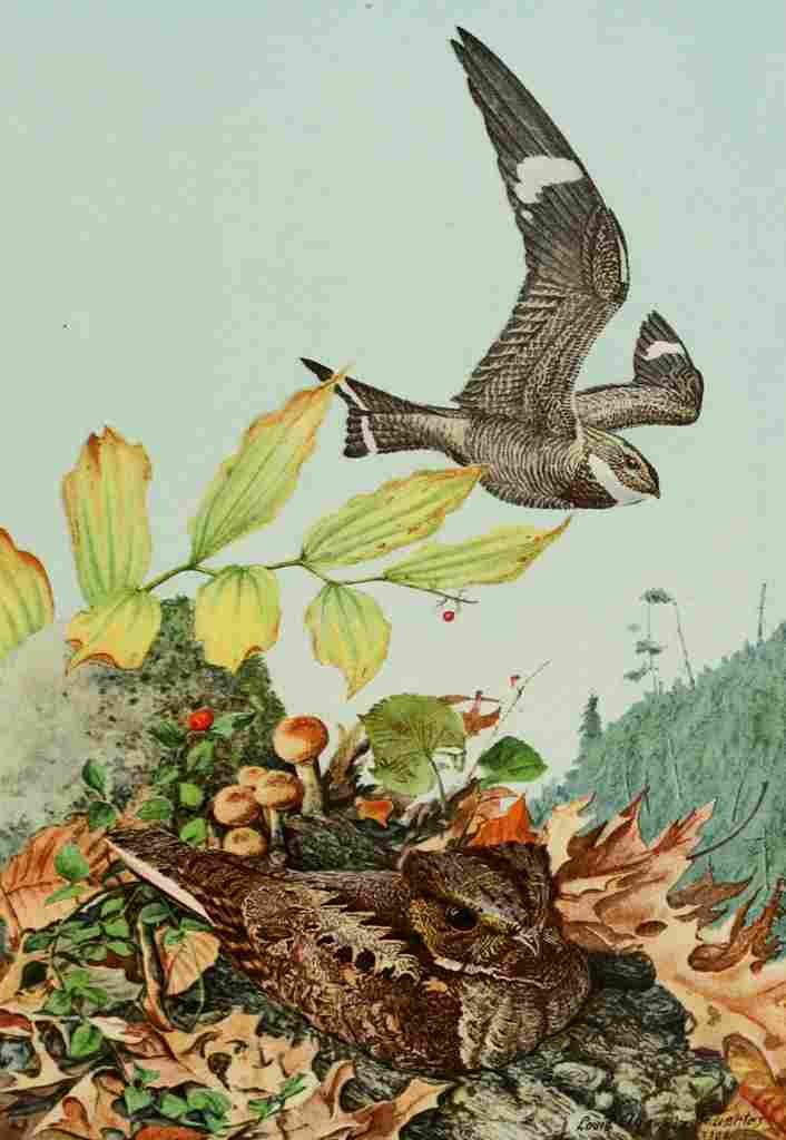 Fuertes Bird Paintings 1900 Nighthawk & Whip Poor Will A4 Photo Print