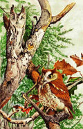 Fuertes Bird Paintings 1900 Screech Owl A4 Photo Print