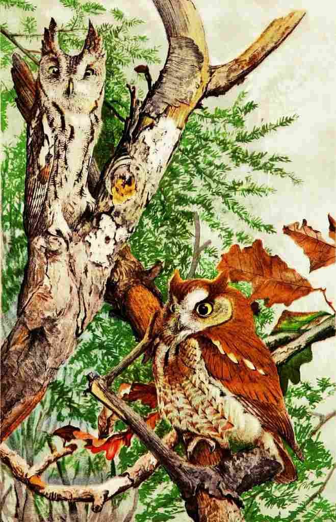 Fuertes Bird Paintings 1900 Screech Owl A4 Photo Print