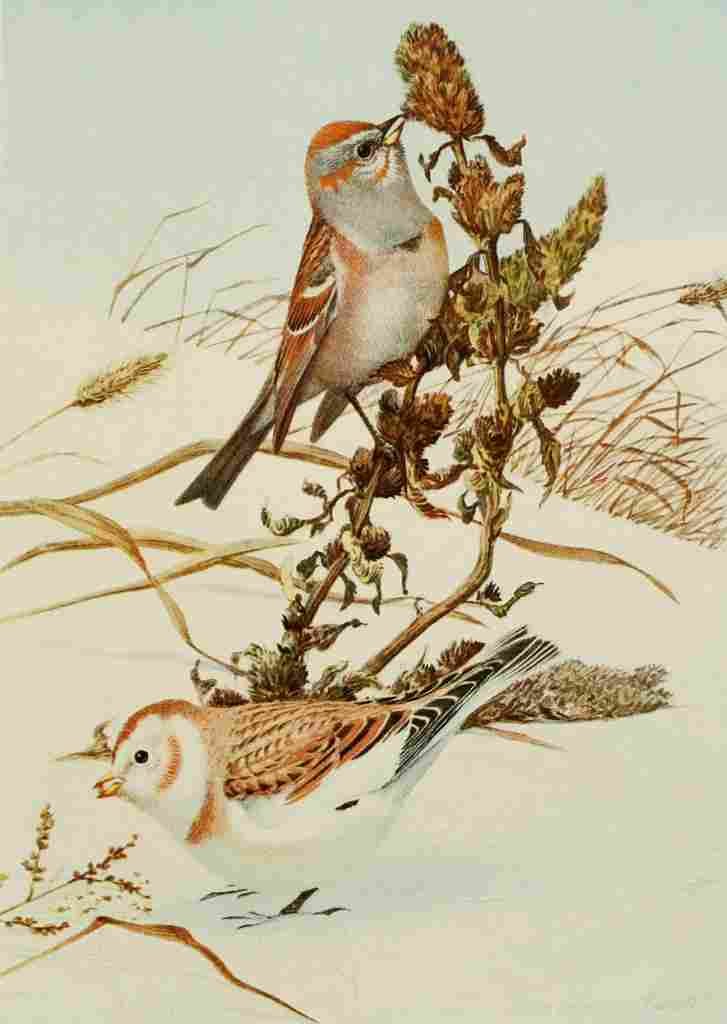 Fuertes Bird Paintings 1900 Sparrow & Snowflake A4 Photo Print