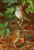 Fuertes Bird Paintings 1900 Thrush A4 Photo Print