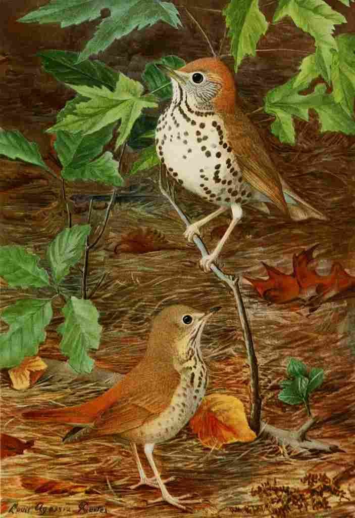 Fuertes Bird Paintings 1900 Thrush A4 Photo Print
