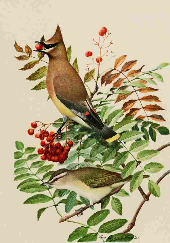 Fuertes Bird Paintings 1900 Waxwing & Vireo A4 Photo Print