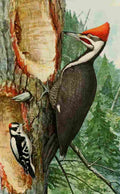 Fuertes Bird Paintings 1900 Woodpeckers A4 Photo Print