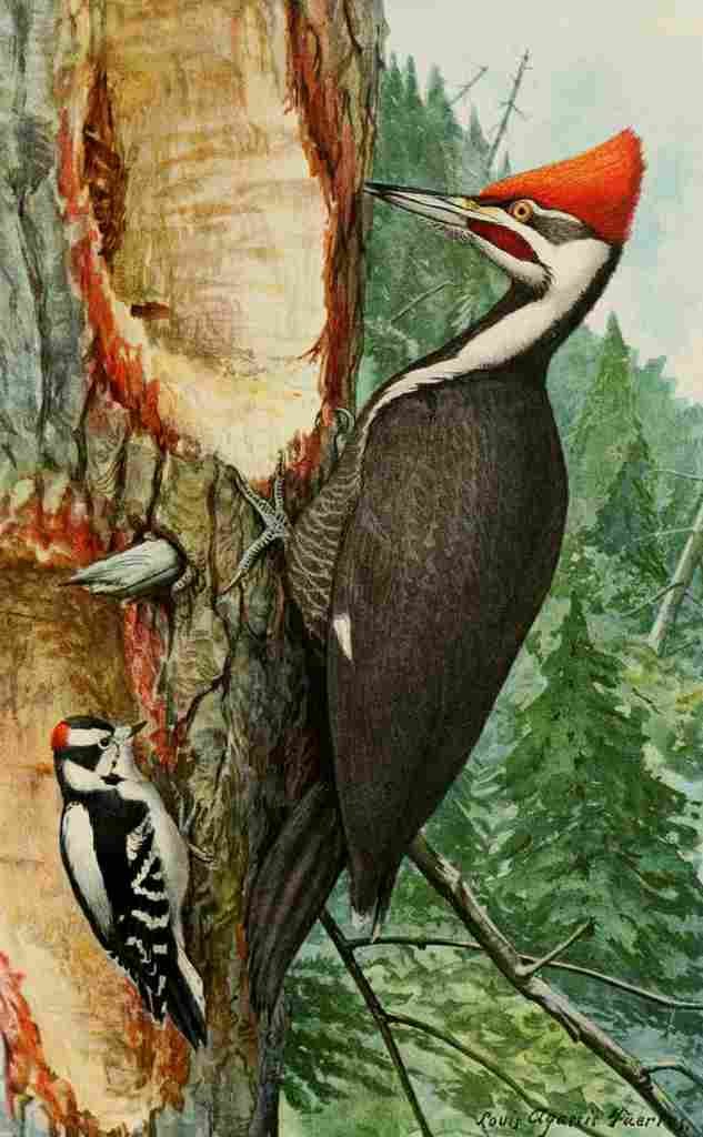 Fuertes Bird Paintings 1900 Woodpeckers A4 Photo Print