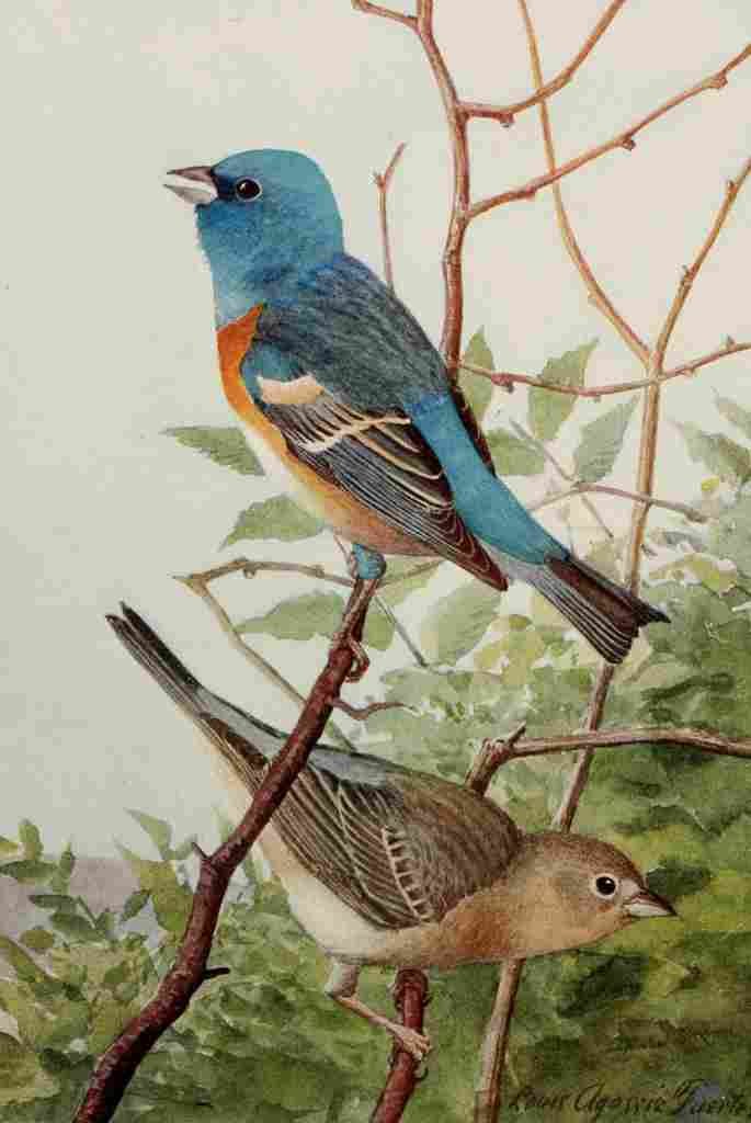 Fuertes Birds Rockies 1902 Lazuli Bunting A4 Photo Print