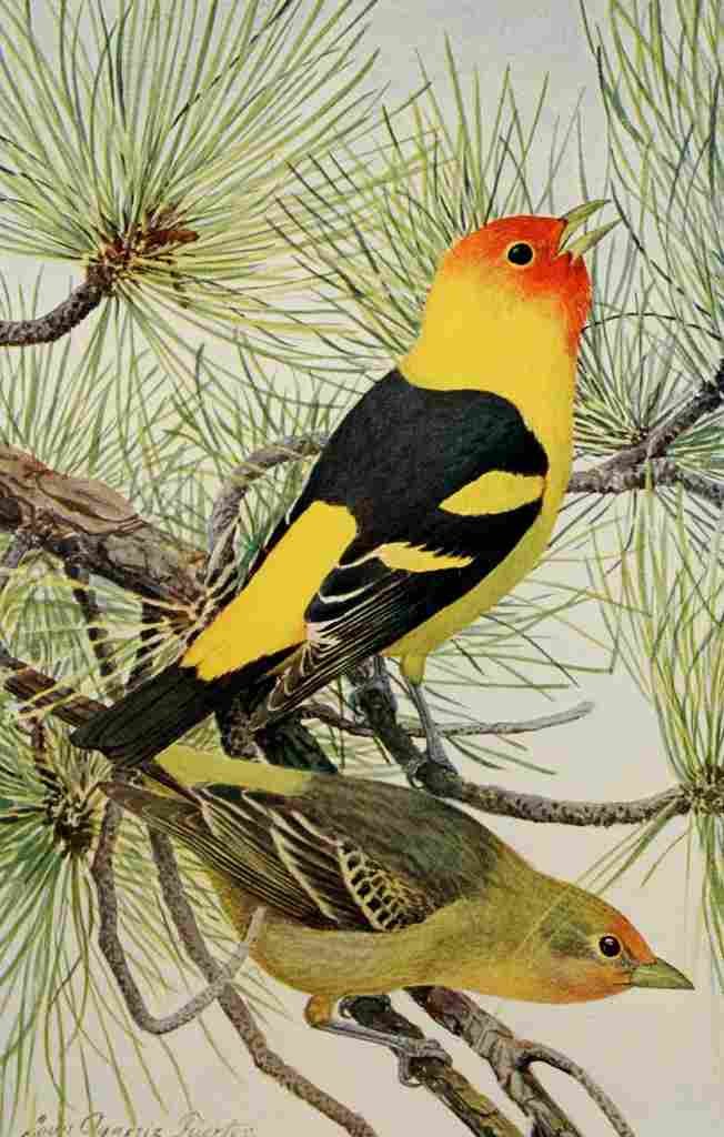 Fuertes Birds Rockies 1902 Louisiana Tanager A4 Photo Print