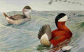 Fuertes Birds Rockies 1902 Ruddy Duck A4 Photo Print