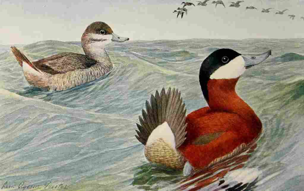 Fuertes Birds Rockies 1902 Ruddy Duck A4 Photo Print