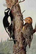 Fuertes Birds Rockies 1902 Sapsuckers A4 Photo Print