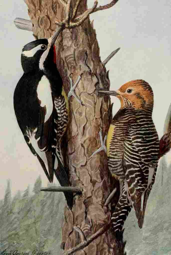 Fuertes Birds Rockies 1902 Sapsuckers A4 Photo Print