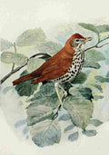 Fuertes Birds of Field Forest 1919 Wood Thrush A4 Photo Print