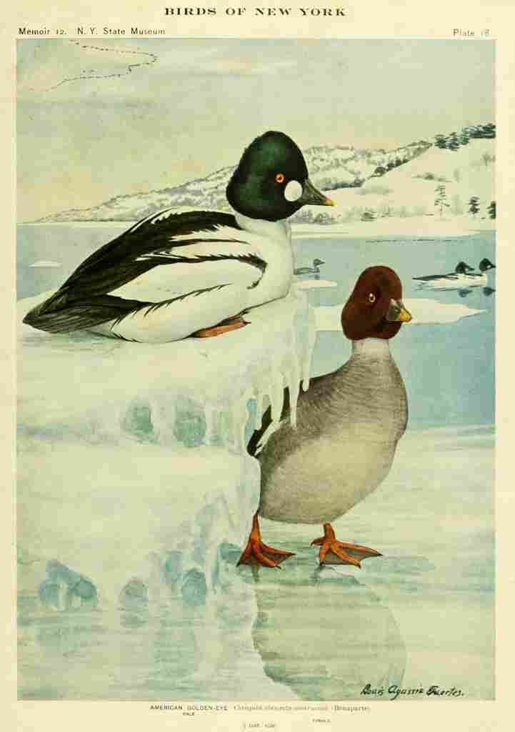 Fuertes Birds of NY 1914 Am Golden eye Duck A4 Photo Print