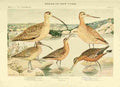 Fuertes Birds of NY 1914 Curlews A4 Photo Print
