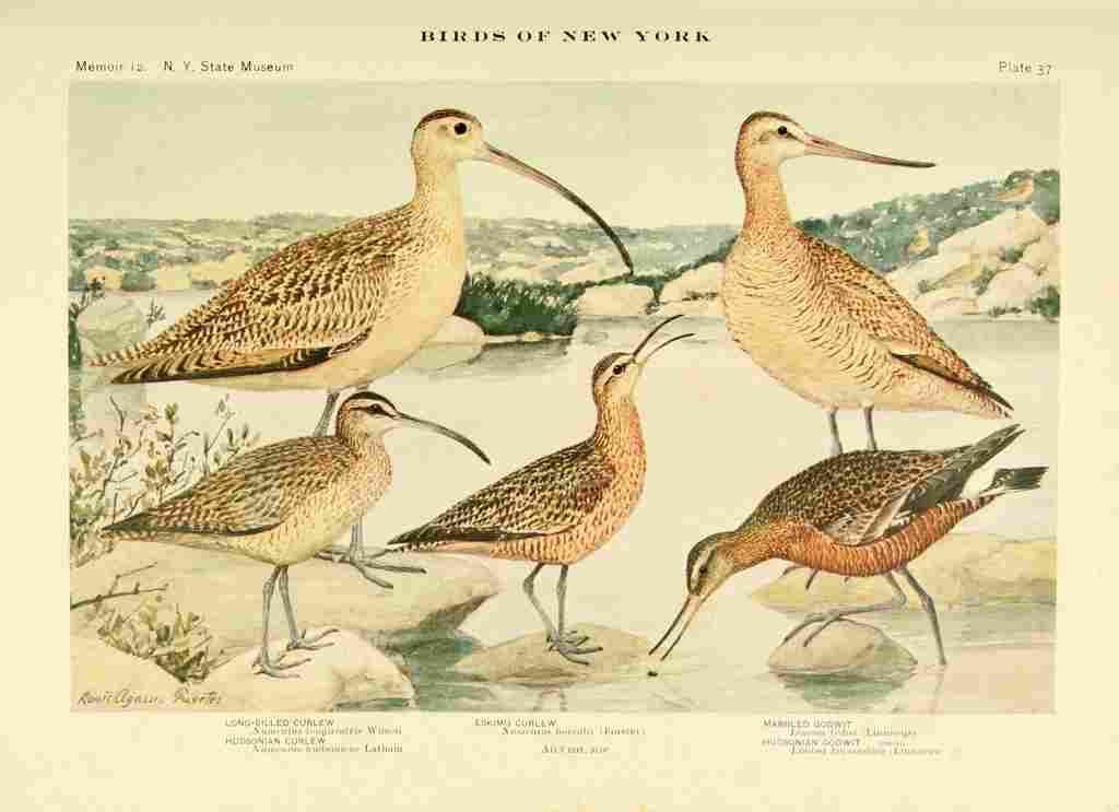 Fuertes Birds of NY 1914 Curlews A4 Photo Print
