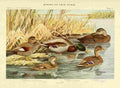 Fuertes Birds of NY 1914 Ducks A4 Photo Print