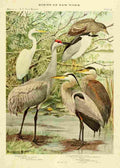 Fuertes Birds of NY 1914 Egret Crane Heron A4 Photo Print