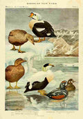 Fuertes Birds of NY 1914 Eiders A4 Photo Print