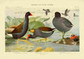 Fuertes Birds of NY 1914 Gallinule A4 Photo Print