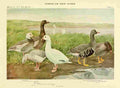 Fuertes Birds of NY 1914 Geese A4 Photo Print