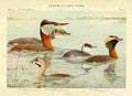 Fuertes Birds of NY 1914 Grebes A4 Photo Print