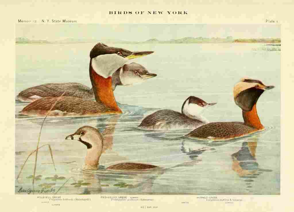 Fuertes Birds of NY 1914 Grebes A4 Photo Print