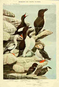 Fuertes Birds of NY 1914 Guillemot et al A4 Photo Print