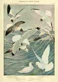 Fuertes Birds of NY 1914 Gulls & Kittiwake A4 Photo Print