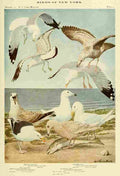 Fuertes Birds of NY 1914 Gulls A4 Photo Print