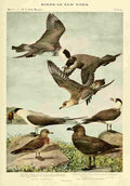 Fuertes Birds of NY 1914 Jaegers A4 Photo Print