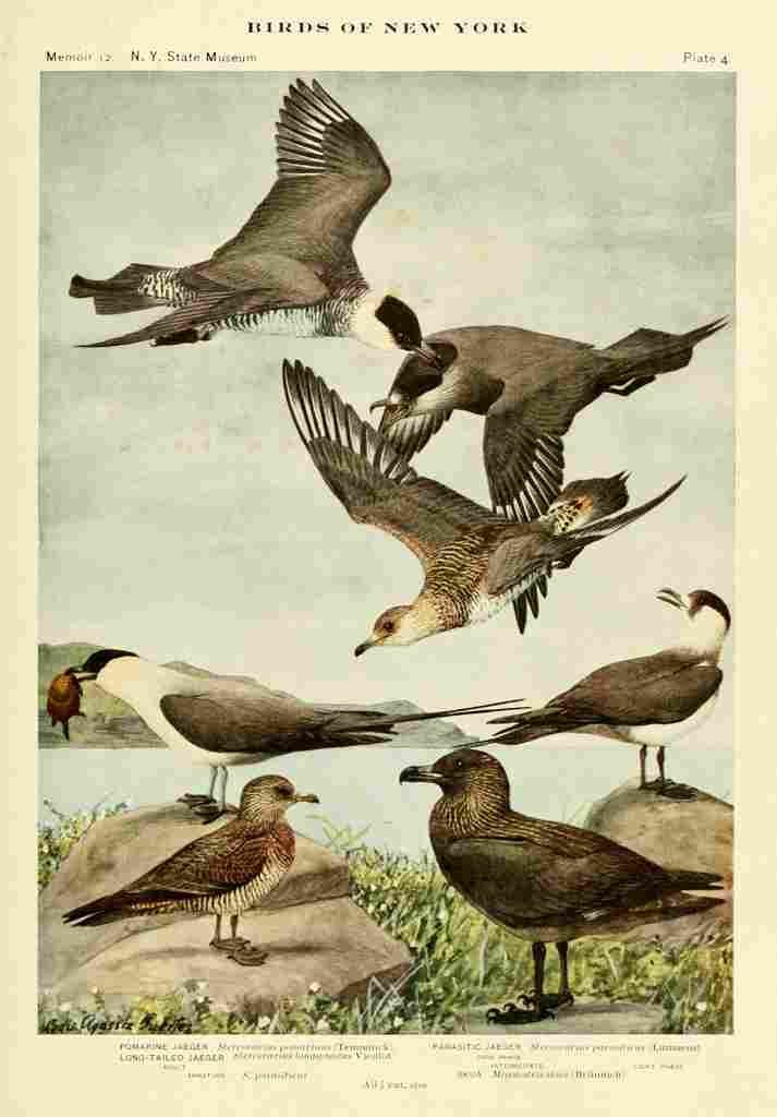 Fuertes Birds of NY 1914 Jaegers A4 Photo Print