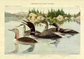 Fuertes Birds of NY 1914 Loons A4 Photo Print
