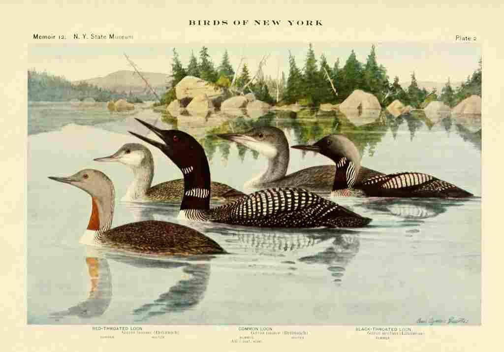 Fuertes Birds of NY 1914 Loons A4 Photo Print