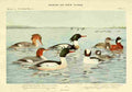 Fuertes Birds of NY 1914 Marganser & Ducks A4 Photo Print