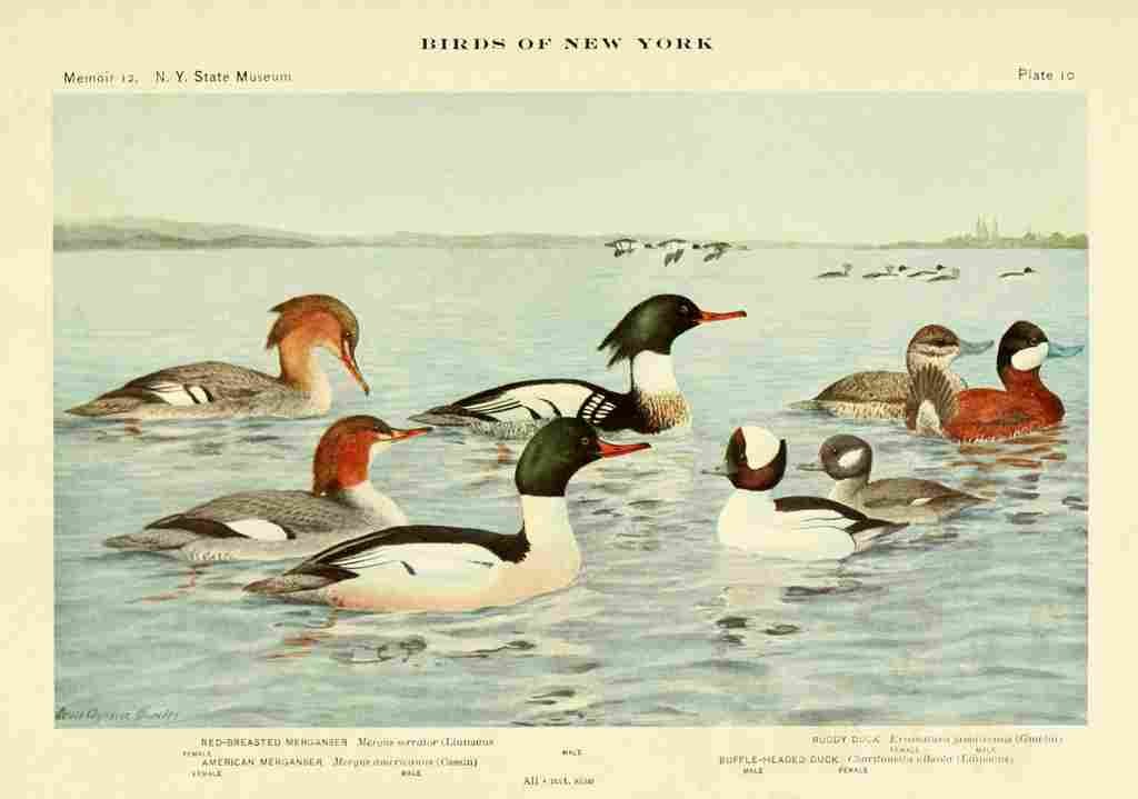 Fuertes Birds of NY 1914 Marganser & Ducks A4 Photo Print