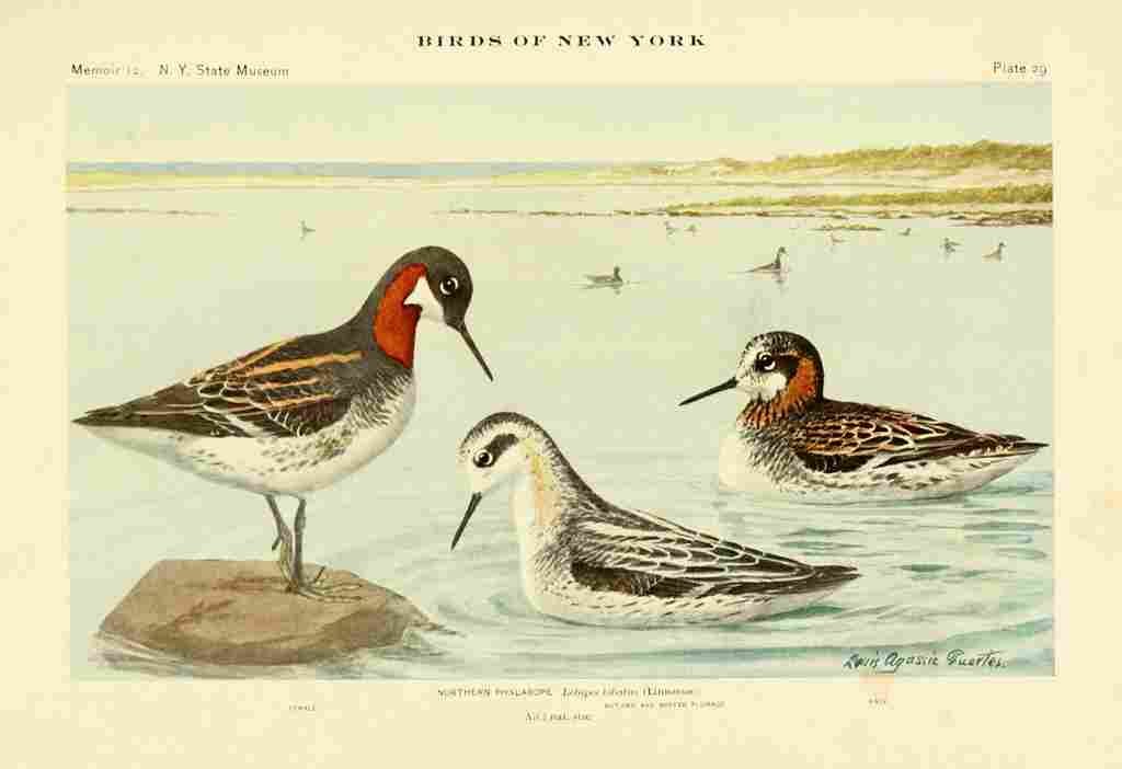 Fuertes Birds of NY 1914 Northern Phalarope A4 Photo Print
