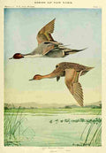 Fuertes Birds of NY 1914 Pintail A4 Photo Print
