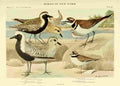 Fuertes Birds of NY 1914 Plovers A4 Photo Print
