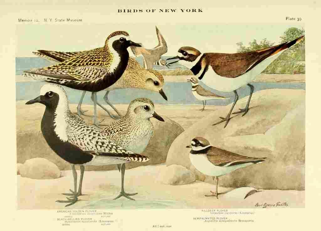Fuertes Birds of NY 1914 Plovers A4 Photo Print