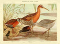 Fuertes Birds of NY 1914 Rails 1 A4 Photo Print