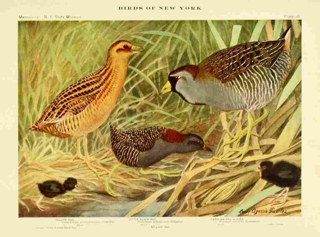 Fuertes Birds of NY 1914 Rails 2 A4 Photo Print