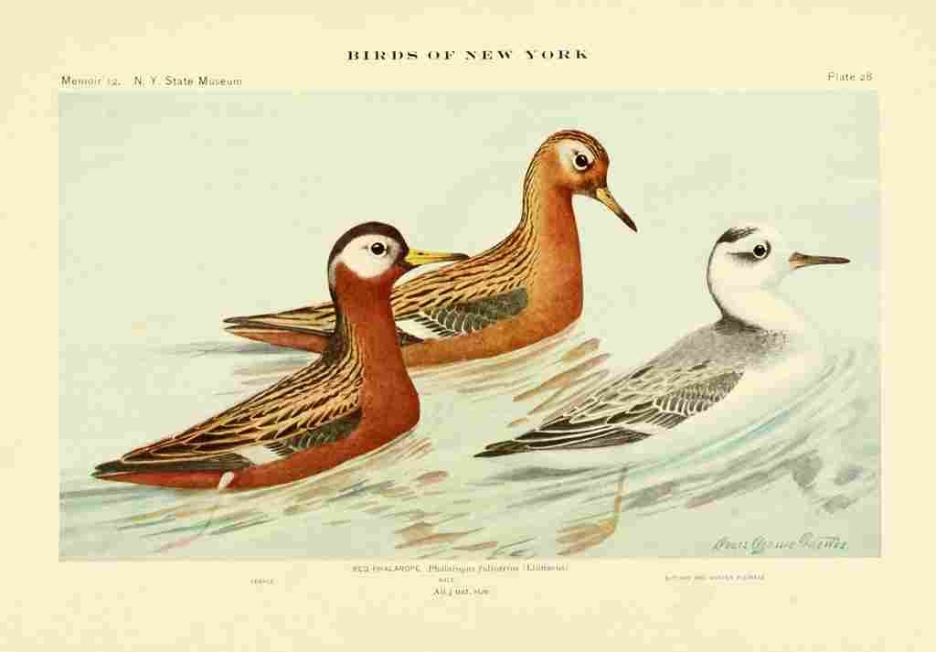 Fuertes Birds of NY 1914 Red Phalarope A4 Photo Print