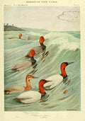 Fuertes Birds of NY 1914 Redhead A4 Photo Print