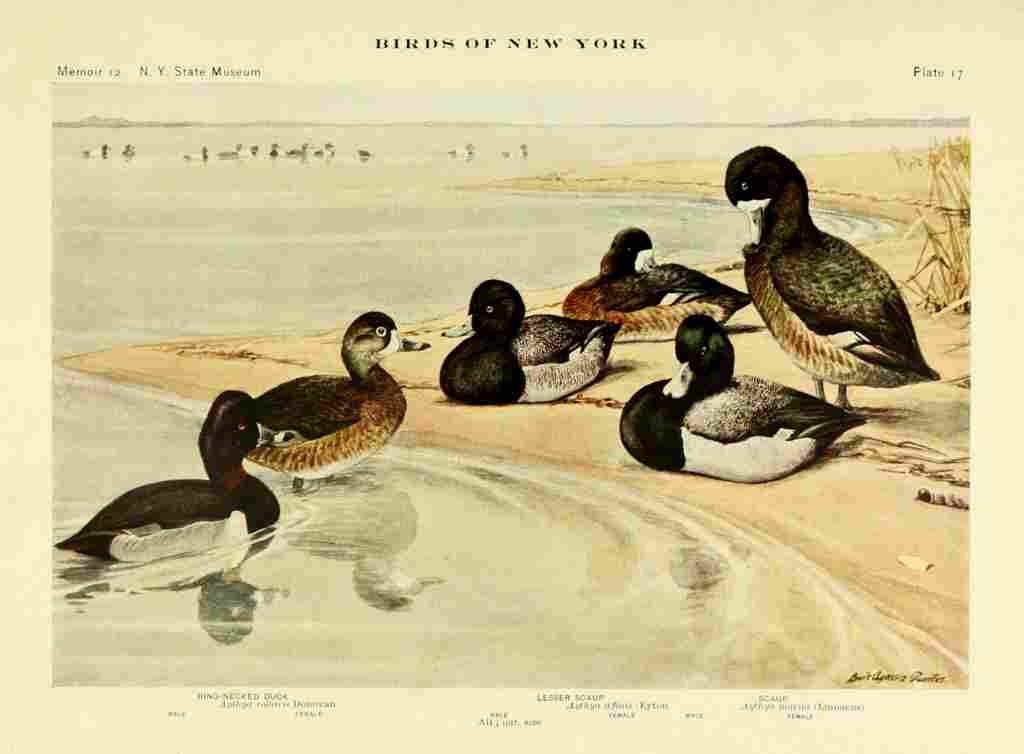 Fuertes Birds of NY 1914 Ring necked Duck A4 Photo Print