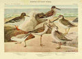 Fuertes Birds of NY 1914 Sandpipers 1 A4 Photo Print