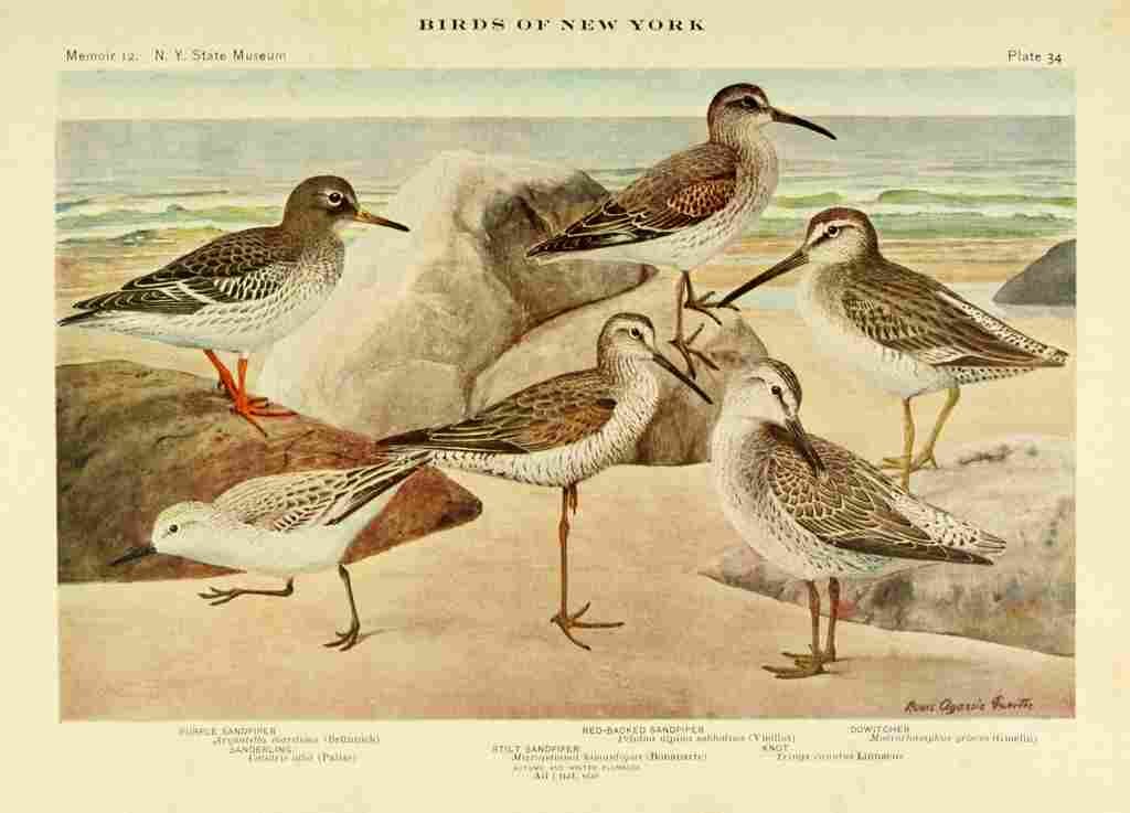 Fuertes Birds of NY 1914 Sandpipers 1 A4 Photo Print