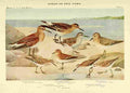 Fuertes Birds of NY 1914 Sandpipers 2 A4 Photo Print