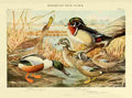 Fuertes Birds of NY 1914 Shoveler A4 Photo Print