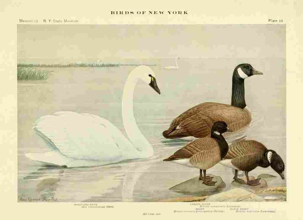 Fuertes Birds of NY 1914 Swan & Goose A4 Photo Print