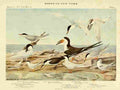 Fuertes Birds of NY 1914 Terns 1 A4 Photo Print